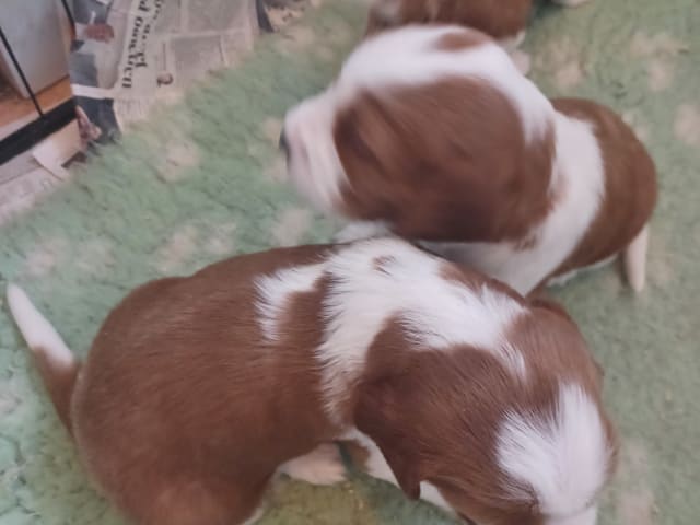 Okej's kennel