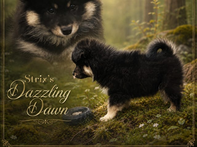 valp: Strix's Dazzling Dawn