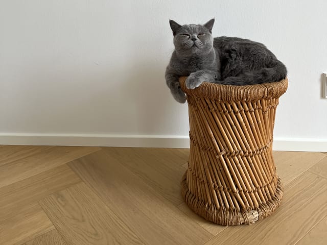 Mother: Lachatte dagfrid