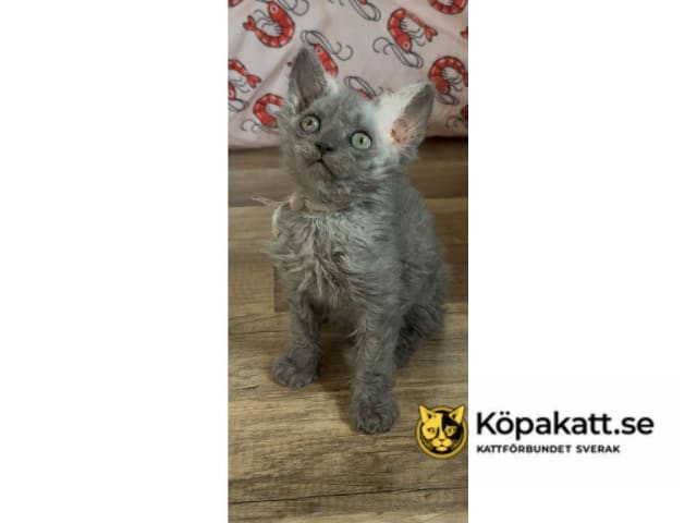 kitten: Curly Mollie