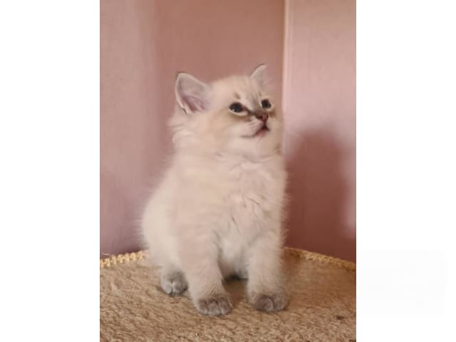 kitten: Iris