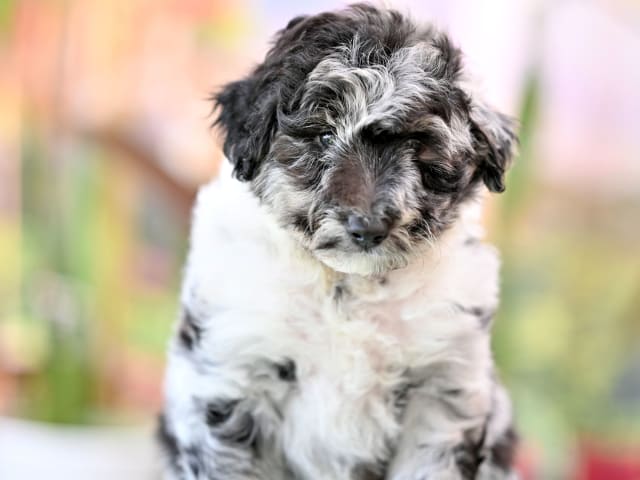 Puppy: Toody