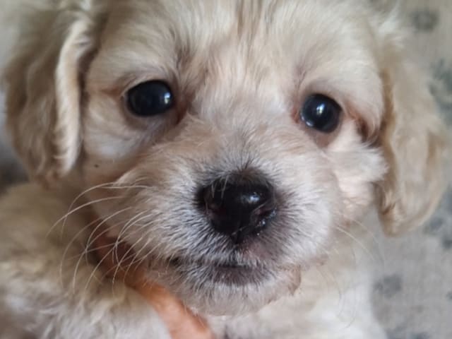 Puppy: Hane 5