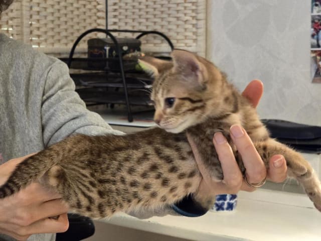 kitten: Eevee
