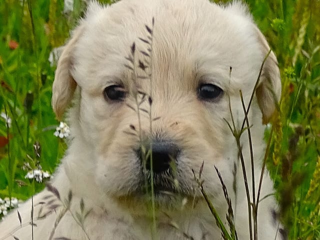 Puppy: Hane 3