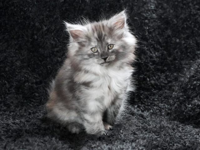 Kattunge: Rock Rut
