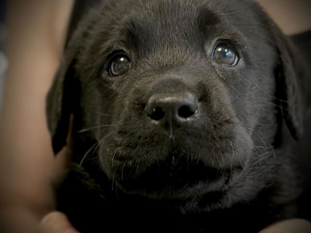 Puppy: Tingeling