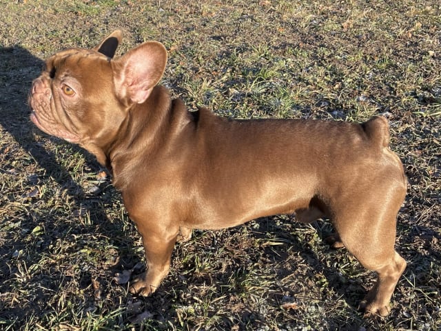 Skogslyckan