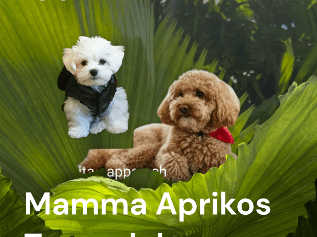 Mother: Thelma (Toypudel)