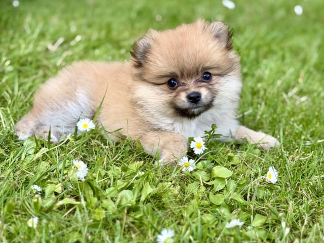 Puppy: Caramelle