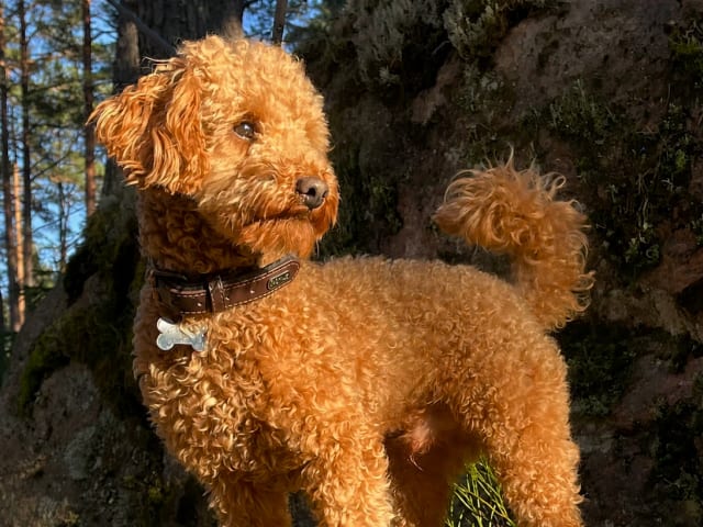 Cockerpoo valpar