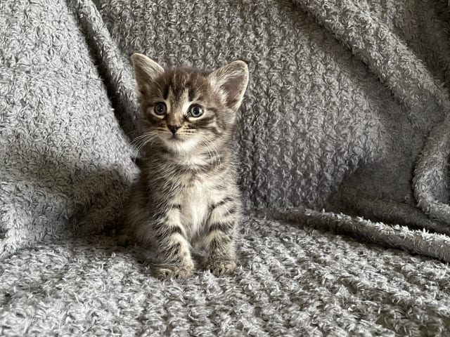 kattunge: Bruntigré