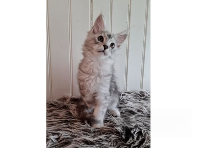 kitten: La luna