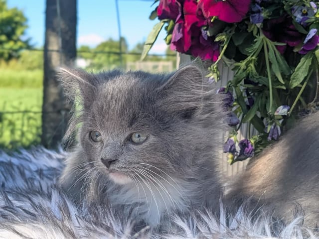 kitten: Hane 1