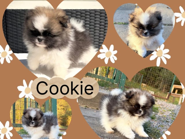 valp: Cookie