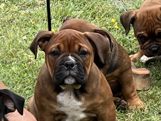 Puppy: Tik 3
