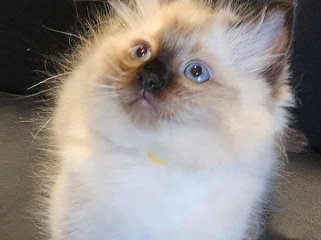 kitten: Nemo