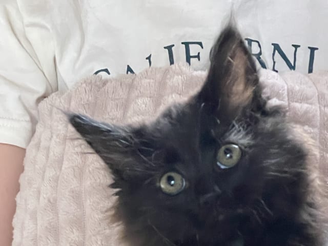 Kattunge: Morran