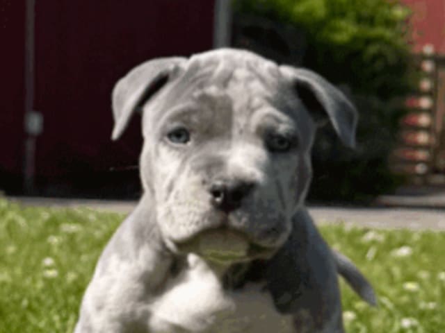 Puppy: Hane 2