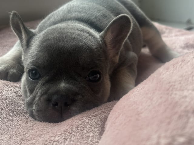 Puppy: Hane 2