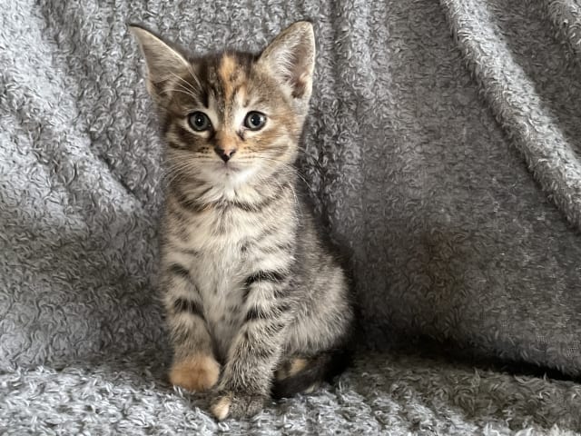kattunge: Svartsköldpaddtabby