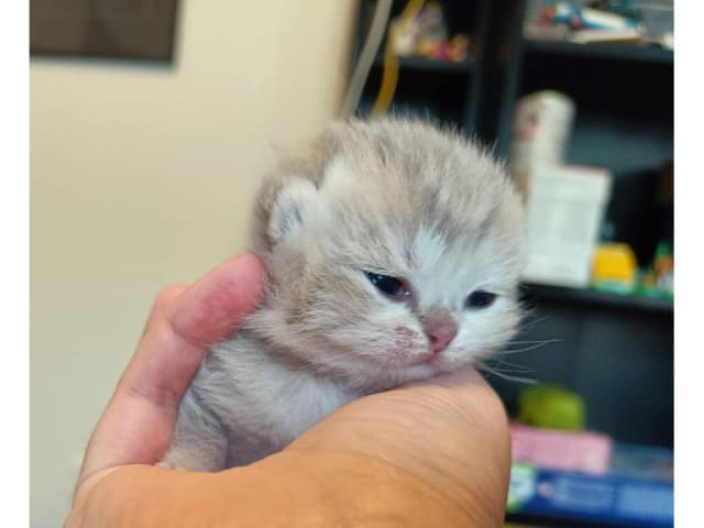 Kattunge: Nuvole