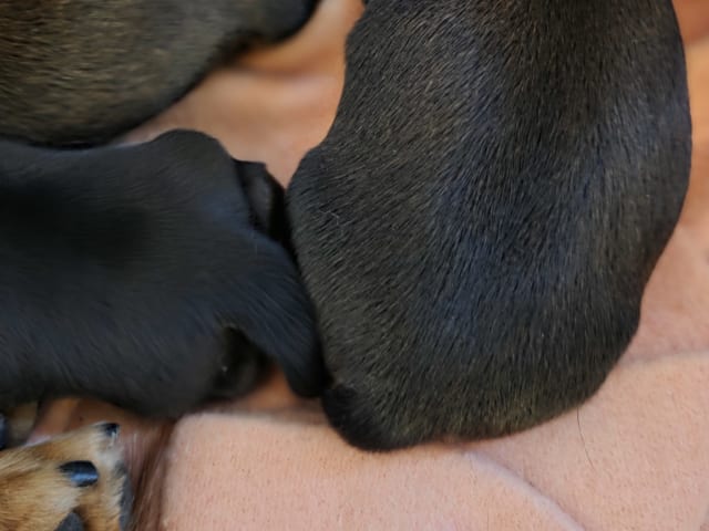 Puppy: Hane 4