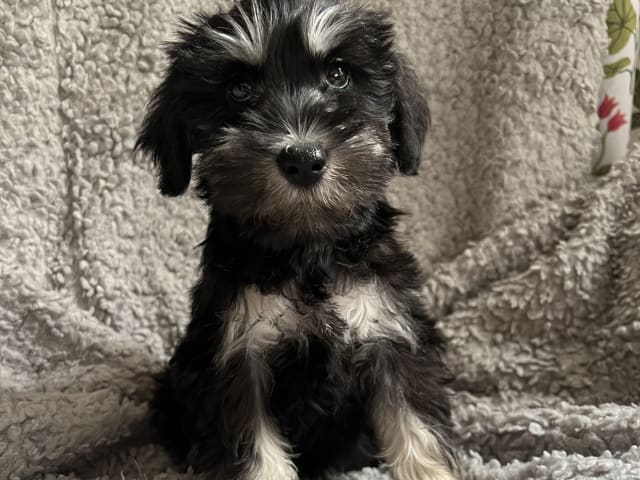 Puppy: Tik 2