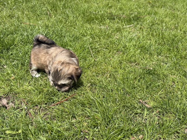 Puppy: Bowie
