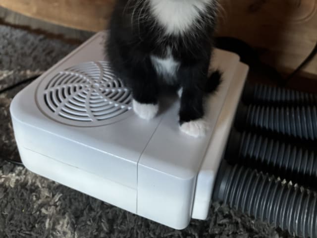 kitten: Sweetie 2