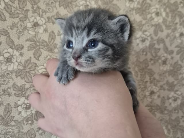kitten: Hane 2