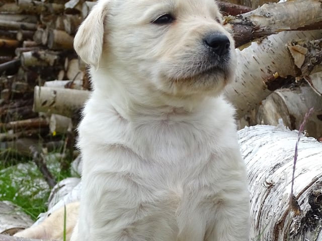 Puppy: Majestix
