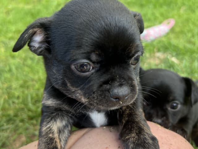 Puppy: Tik 3