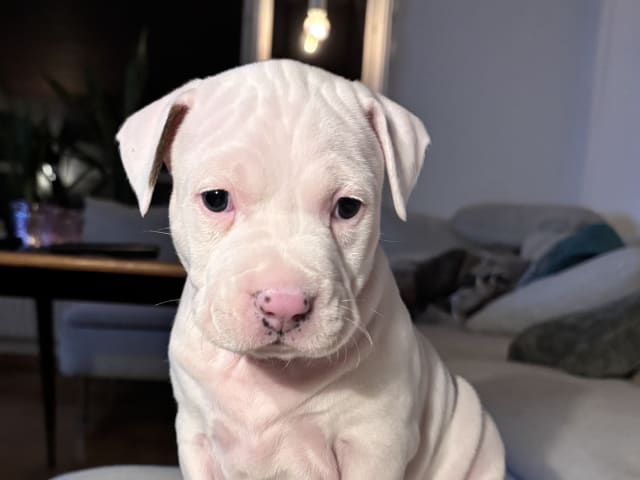 Puppy: MAJOR-TOM