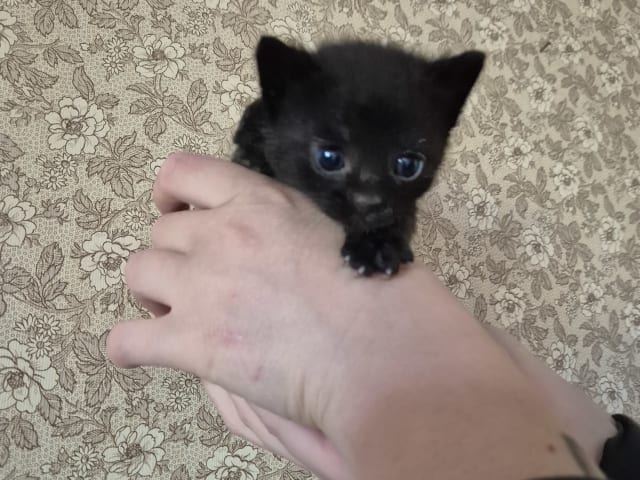 kitten: Hane 3