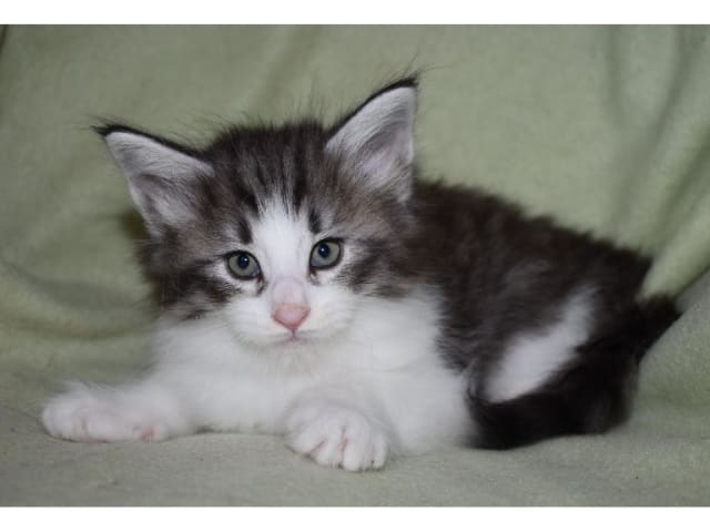 kitten: Nadir