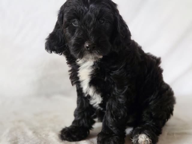 Puppy: Blåklint