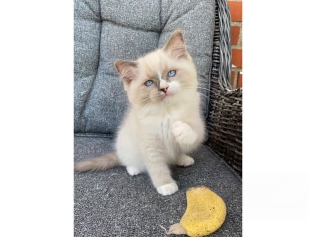 kattunge: Blueberry Cupcake
