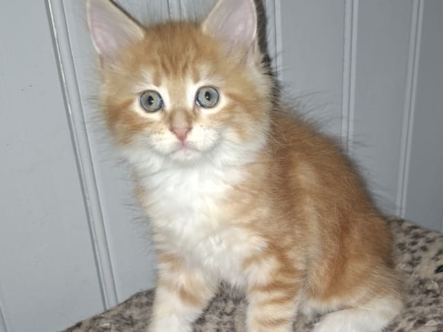 Kattunge: Hona 2