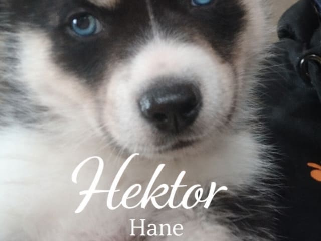 Puppy: Hektor