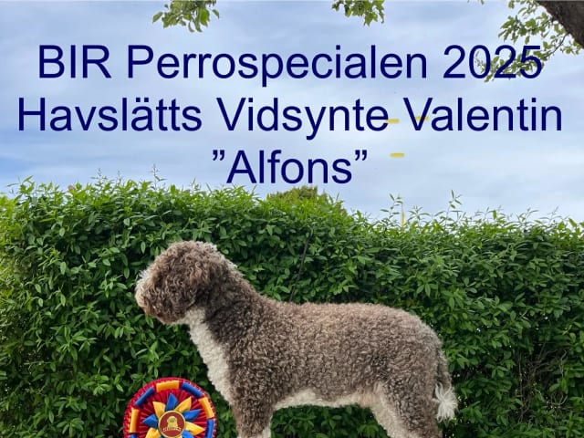 Far: Havslätts Vidsynte Valentin