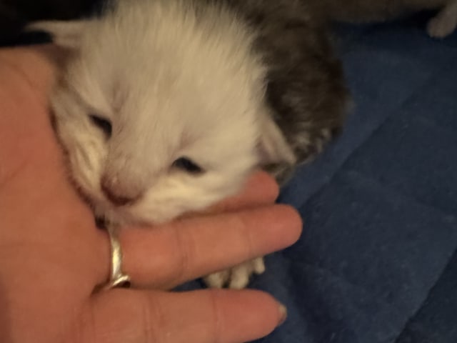 Kattunge: Noel