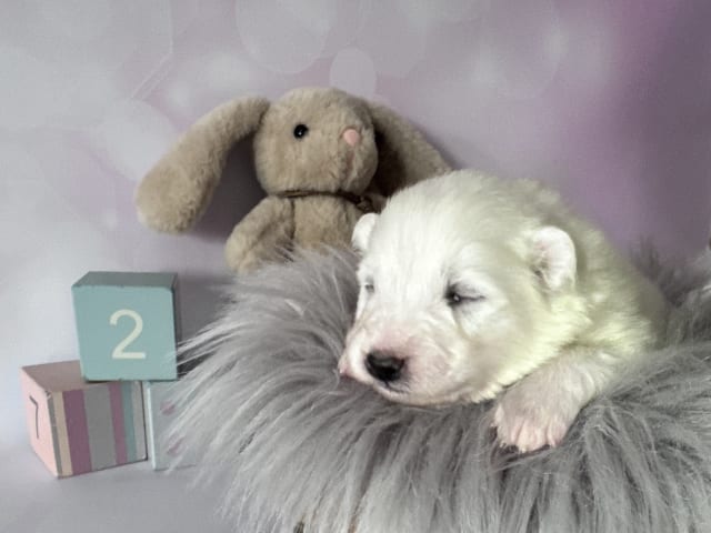 Arctic White Samoyed