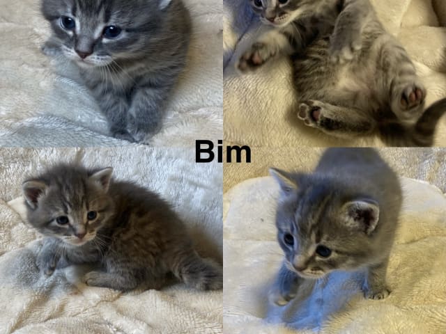 kattunge: Bim