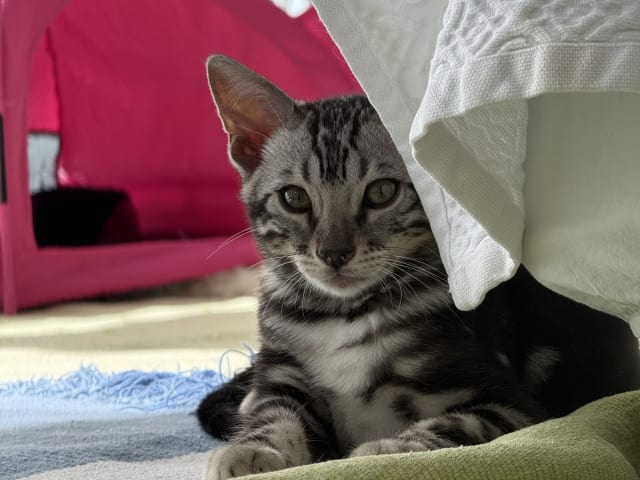 kattunge: Hane 2