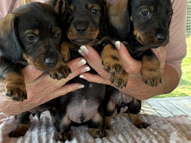 Puppy: Hane 3