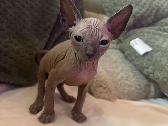 kitten: Luna