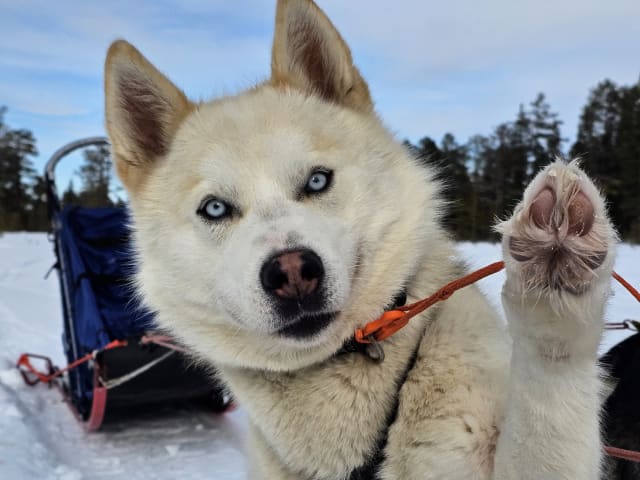 Pappa: Kenai