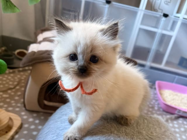 kattunge: Orange