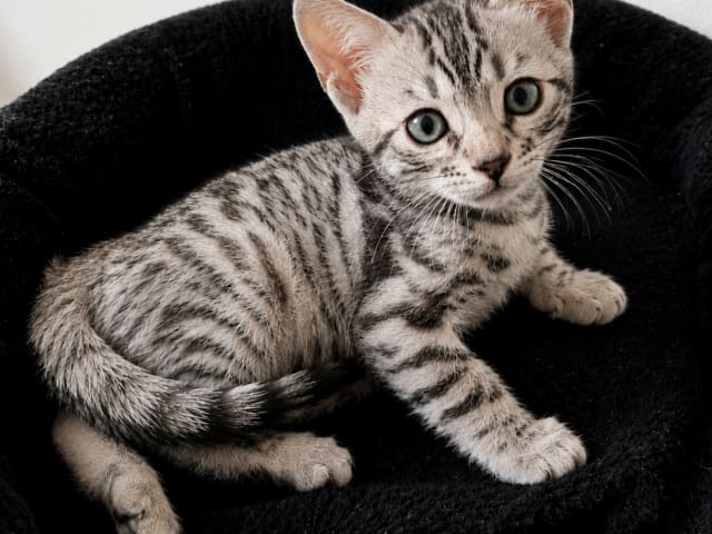 kattunge: Hona